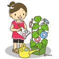アサガオの観察日記(ソフト)