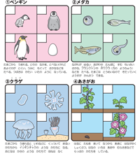 【お仕事】いきもののせいちょう(幼児の学習素材館・ちびむすドリル)|知育プリント 生物 子ども向けイラスト 理科のイラスト 【お仕事】いきもののせいちょう(幼児の学習素材館・ちびむすドリル)|知育プリント 生物 子ども向けイラスト 理科のイラスト